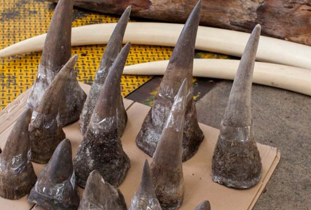 rhino horns for sale