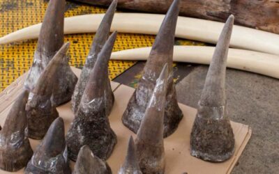 White and Black Rhino Small Horn For Sale | Large Rhino Horn Dealers